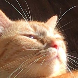 Meet your Posher, Athena